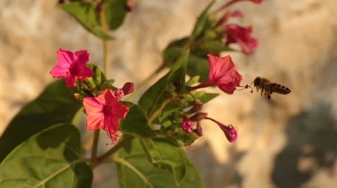 Bee and red flowers Stock Footage 33753021