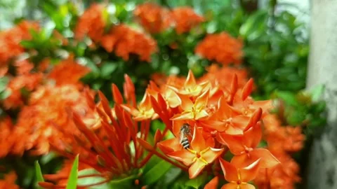 Bee and red flowers Stock Footage 143480382