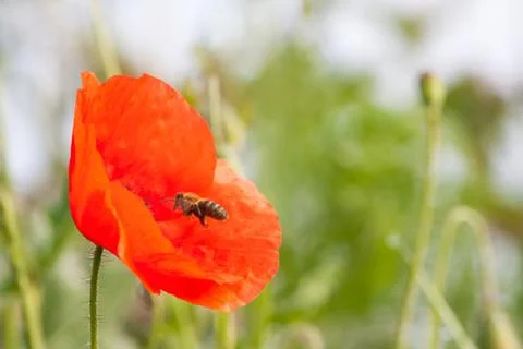 Bee and red weed Stock Photos