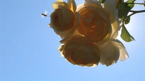Bee and Roses in Bloom Stock Footage 33605101