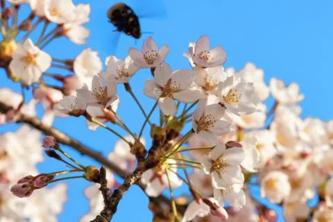 Bee and Sakura or cherry tree flowers bloom blue sky Stock Photos
