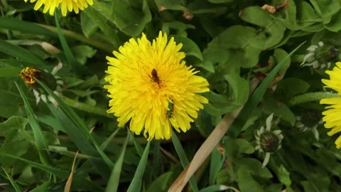 A bee and a small green beetle are sucking on a yellow flower Stock Footage 163592014