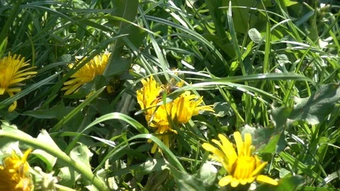 Bee and spider in a garden with grass and dandelion slow motion 스톡 동영상 113673842