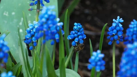 Bee and spring flowers Video stock 156516021