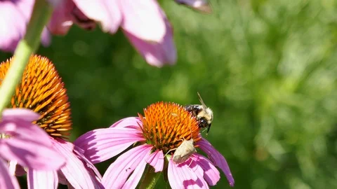 Bee and stinkbug on a coneflower 4K Stock Footage 94497544