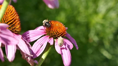 Bee and stinkbug on coneflower 4K 動画素材 117063724