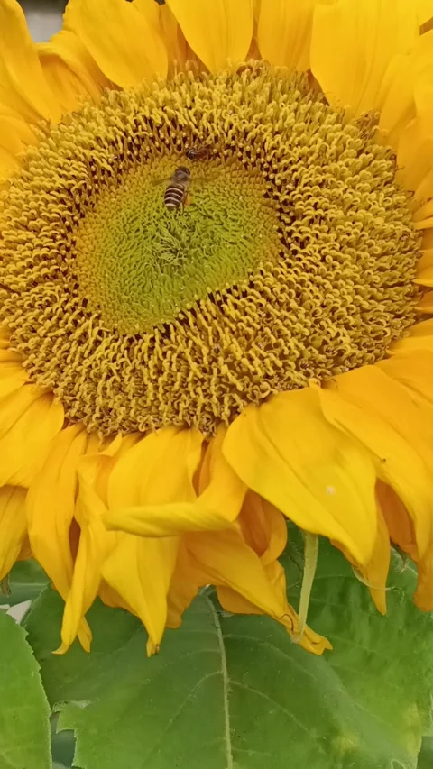Bee and sun flower Stock Footage 278437887