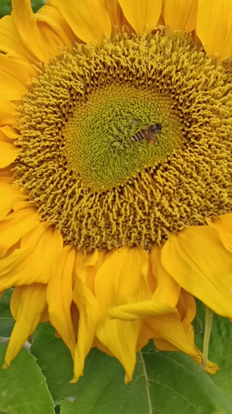 Bee and sun flower  Stock Footage 278437895