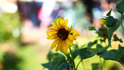 Bee and sunflower close up Stock Footage 156690241