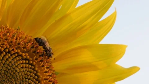 Bee and sunflower close-up video Stock Footage 80553776