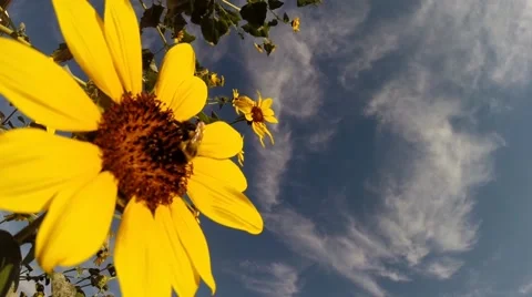 Bee and sunflower Stock Footage 42158466