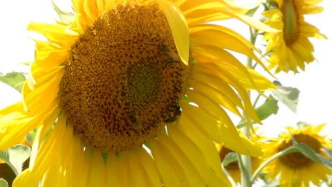 Bee and sunflower 動画素材 106485062