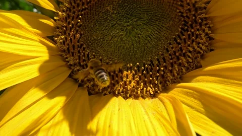 Bee and Sunflower Video stock 228805278