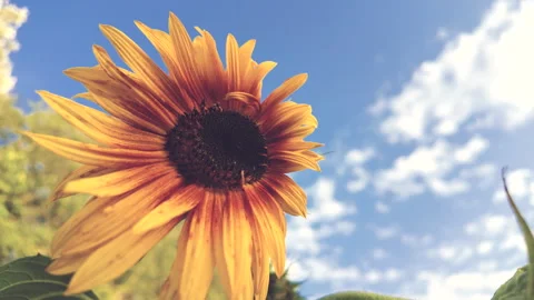 Bee And Sunflower Stock Footage 283067831