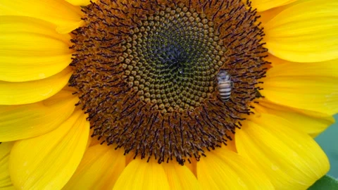 Bee and sunflower Stock Footage 323864213