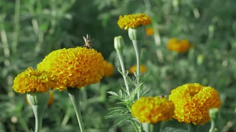 Bee and Sunflower Interaction  A Moment of Natures Harmony Video stock 323989795