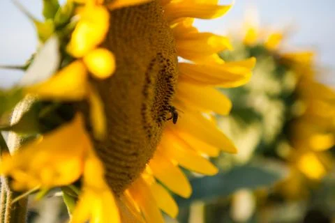 Bee and sunflower Stock Photos