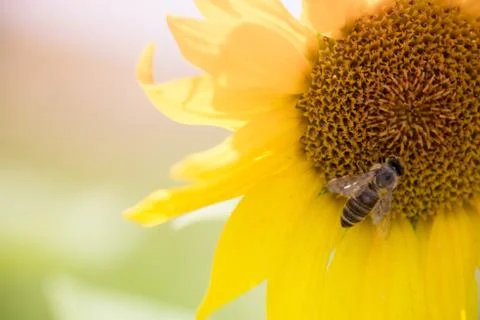 Bee and sunflower Stock Photos