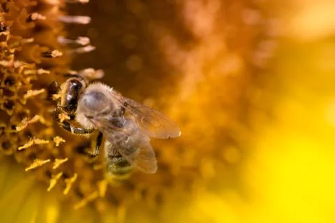 Bee and sunflower Stock Photos