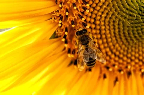 Bee and sunflower Stock Photos