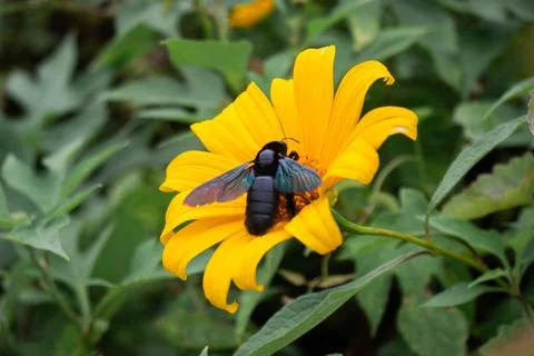 A bee and sunflower Stock Photos