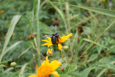A bee and sunflower Stock Photos