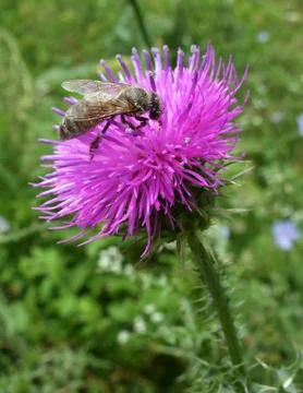 Bee and thistle Stock Photos