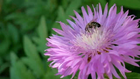 Bee and violet flower. Видео 90114851
