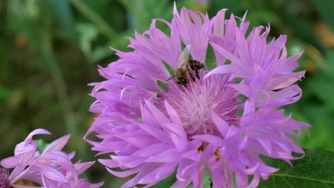 Bee and violet flower. Stock Footage 90114853