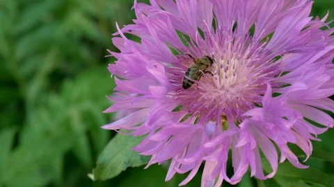 Bee and violet flower. Stock Footage 90114864
