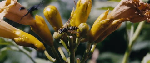 Bee and wasp, flower, 2K Video stock 235402236
