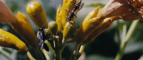 Bee and wasp on the flower, 2k Video stock 235402283