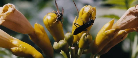 Bee and Wasp on flowers, 2K Video stock 235402229