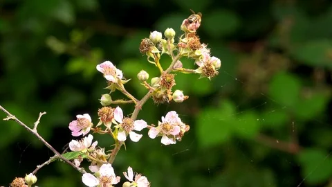 Bee and wasp  insect on pants in England UK 4K Stock Footage 113703288