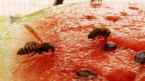 Bee and Wasp Sit on Water-Melon and Drink Nectar Another Bee Fly and Bring Stock Footage 67250530