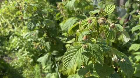 Bee and wasp on unripe raspberry Stock-Footage 247490816