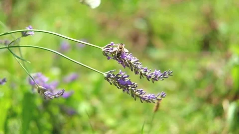 A bee and white butterfly on lavender Stock Footage 77951653