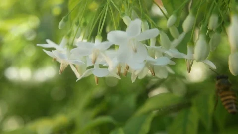 Bee and white flowers Stock Footage 80331479