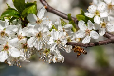 Bee and white flowers in spring. Foto stock