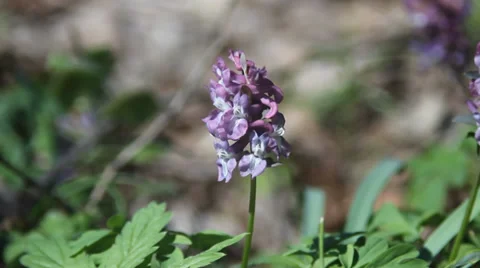 Bee and wild flower. Spring flowers. Stock-Footage 36508814