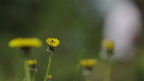 BEE AND WORKPLACE Stock Footage 197673792