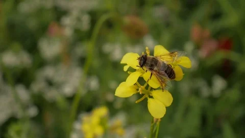 Bee and yellow flower. Vidéo 84794625