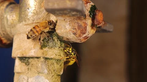 Bee and Yellow Jacket Share Water at Old Faucet During Drought. Wildlife Stock Footage 316761872