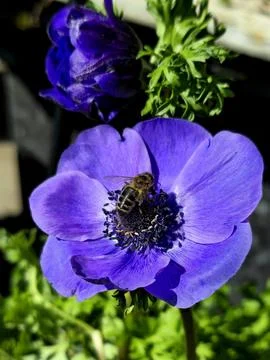 Bee, Anemone, Springtime, Flower, Insect, Closeup, Beauty Stock Photos