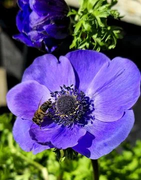 Bee, Anemone, Springtime, Flower, Insect, Closeup, Beauty Stock Photos