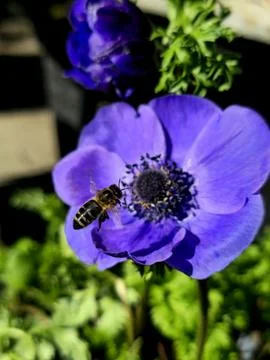 Bee, Anemone, Springtime, Flower, Insect, Closeup, Beauty Stock Photos