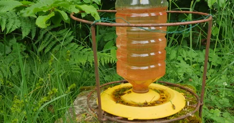 Bee animals on water Stock Footage 144454836