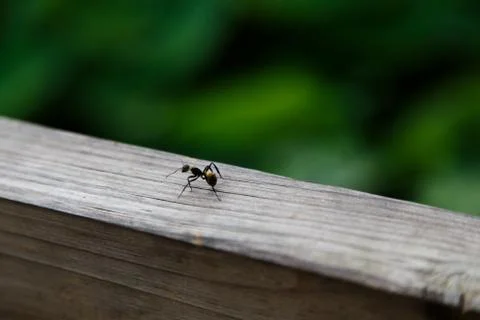 Bee ant Stock Photos