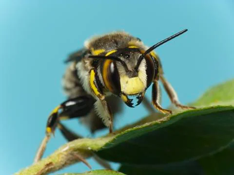 Bee (Anthidium sp.) Stock-Fotos