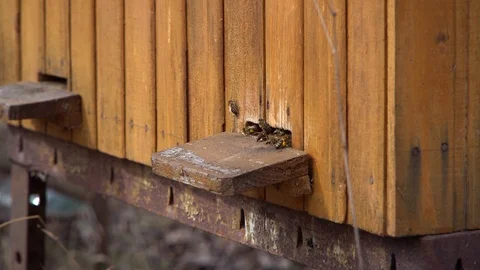 Bee apiary at the bee house. Bee houses Stock Footage 125808442